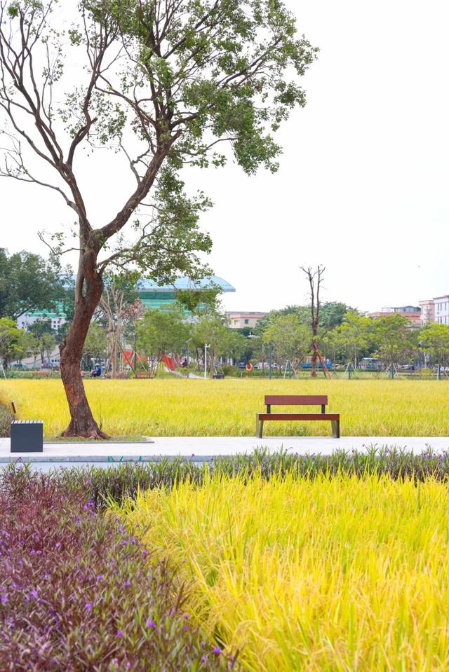 来东莞这片金色稻田，饮啡叹茶！