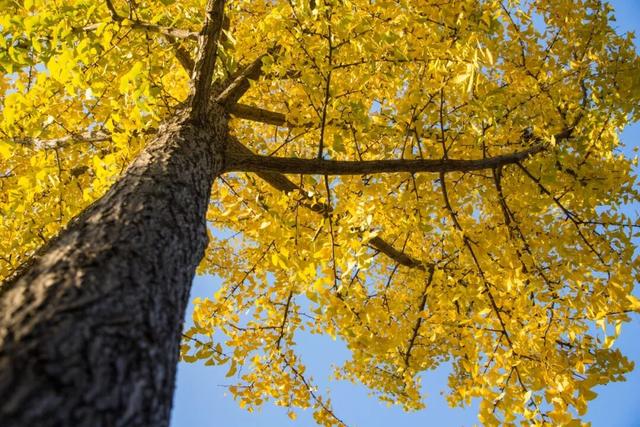 开始黄了，宋夹城“寻金季”正在上线！