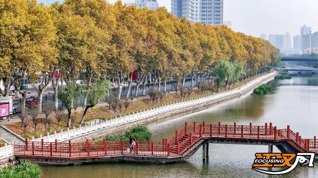 荆州秋色满城 梧桐银杏正当时