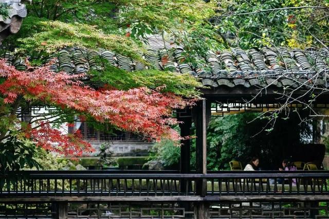 绝美！成都红枫进入最佳观赏期！线路来啦