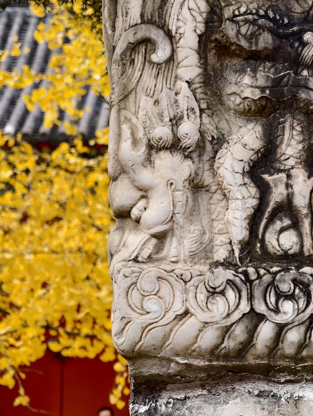 雨后天晴，承恩寺秒变“黄金殿”！银杏铺满院，古韵拉满格