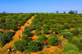 “微”观改革丨金融进山，万亩荒山栽满老百姓的“摇钱树”图片