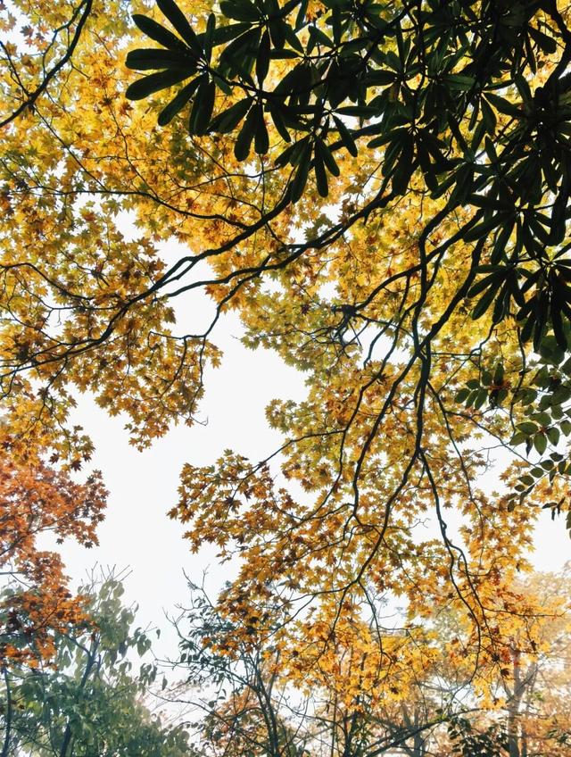 别等天晴了！雨天的秋日瓦屋，藏着你没见过的朦胧浪漫