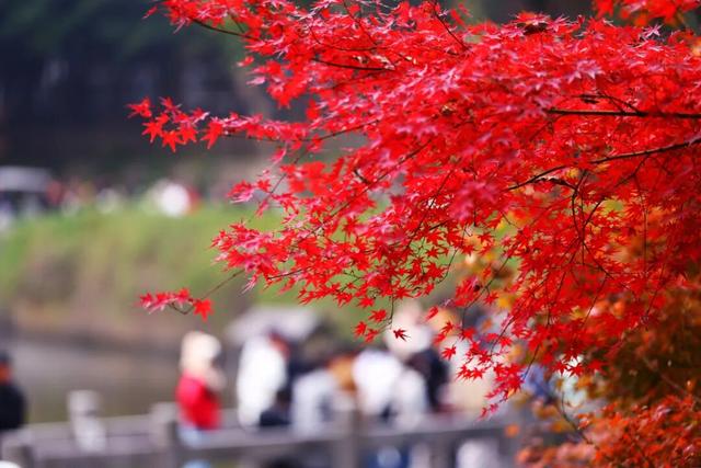 秋日美学暴击！正是赤橙黄绿时~