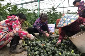 【乡村振兴】马山：贝贝南瓜错峰上市 增收致富闯新路图片