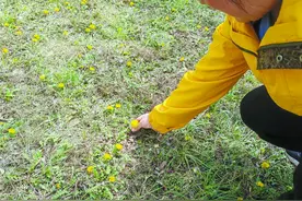 野菜味虽美 食用须谨慎  专家：野菜普遍性偏寒凉，不可多食图片