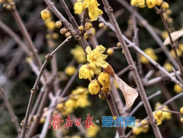 大明湖畔 蜡梅绽放
