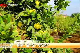 四川乡村新闻丨乡村“土特产”：“佛手”是什么？怎么吃？图片