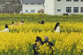 春日赏花漫游好去处 贵阳公交发布乘车指南图片
