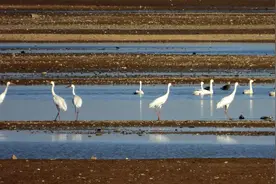 来过冬啦！鸟类“活化石”白鹤飞抵鄱阳湖图片