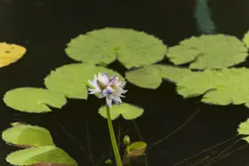 广州莲花山自主培育新品种首现三蒂莲现象图片