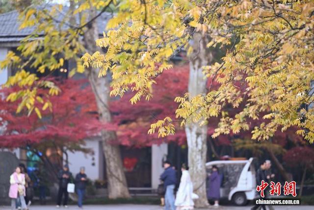江南冬日 杭州西湖林木斑斓景色迷人