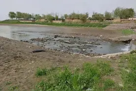 国家一级重点保护动物，江边搁浅死亡图片