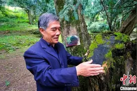 浙江榧农守护千年香榧林：“古树也回馈着我们”图片