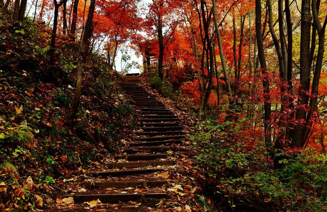“枫景”“药香”联动，清原县秋季旅游季多重福利引客来