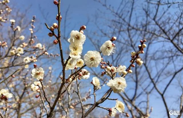 开了！开了！就在中山公园，不少人为她赶来，预计马上爆满……