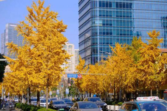 秋色浓度已拉满，申城街头 “赤橙黄绿交响曲”