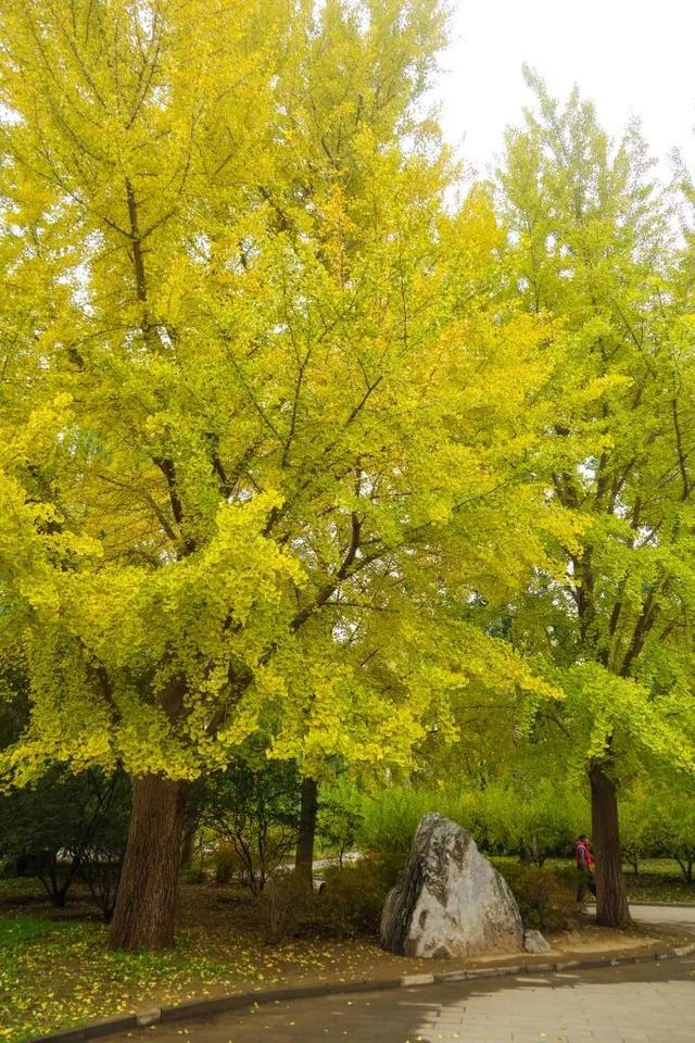 当立冬遇见金秋，北京动物园赏秋打卡攻略