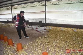 柳州柳南区：打造肉鸭全产业链为乡村振兴添动力图片