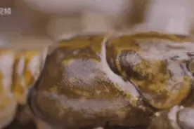 小龙虾江湖地位不稳？谁能踢馆“抢饭碗”？图片