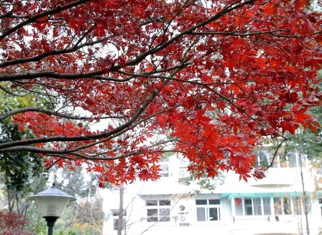 人少景美！洪山5处打卡地，周末约起