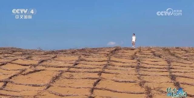 中国治沙开挂：光伏锁沙 苜蓿生金