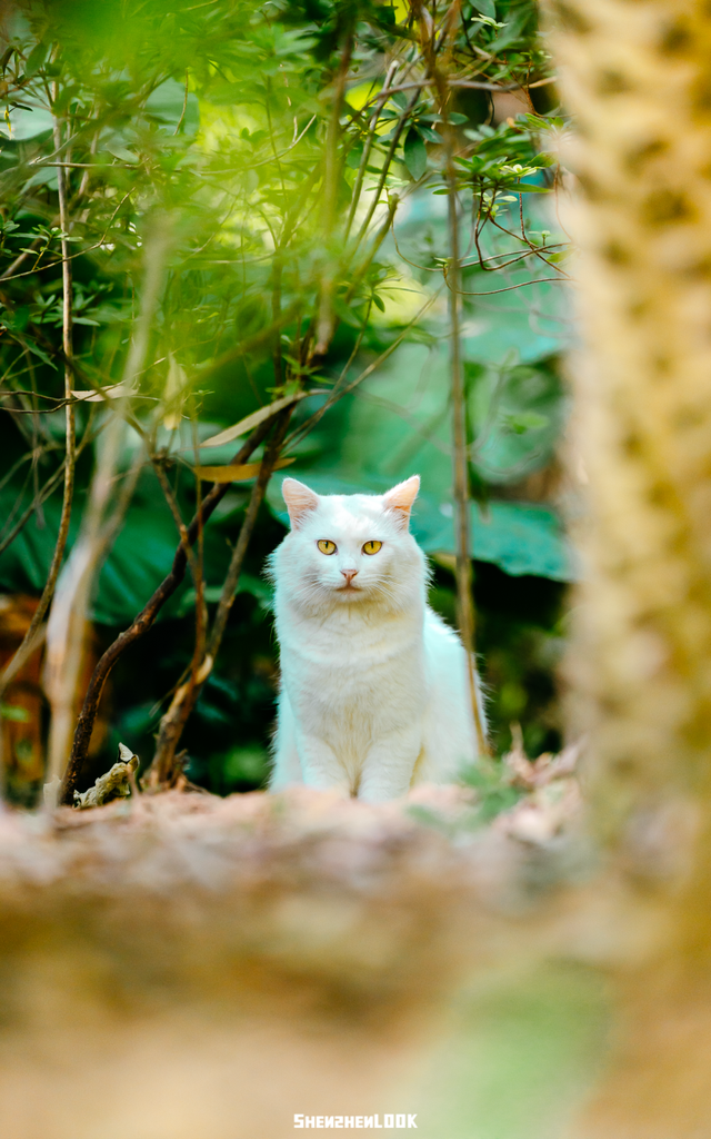 开在公园里的玻璃书房 · 深圳新安静空间