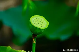 莲蓬轻摇水中舞，绿意盎然映日辉图片