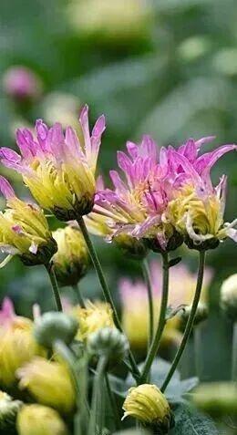 乐山这里的菊花即将迎来盛花期，足足有50多种，约吗？