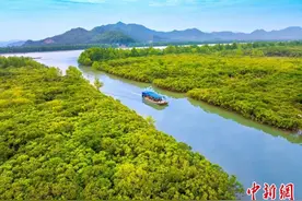 广东持续开展湿地保护修复 国家湿地公园27处图片