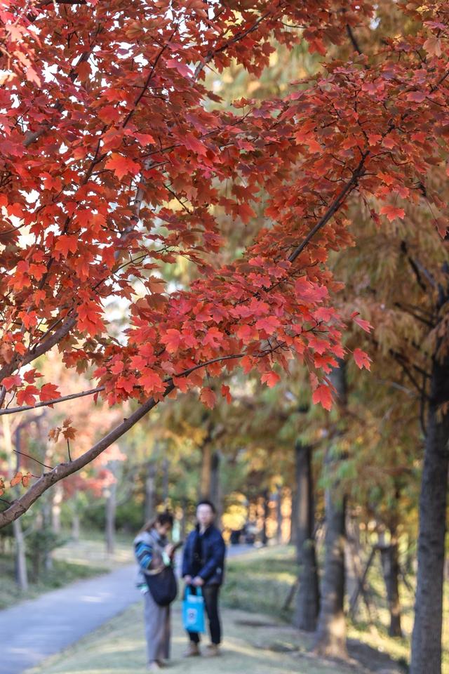 新晋秋日“顶流”美图来袭！魔都阿勒泰未开先火，落羽杉迎来最绚烂时刻