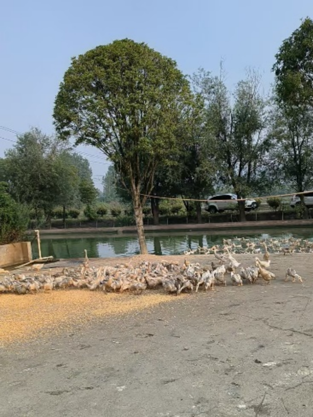 湖南绝美银杏打卡地，太出片了