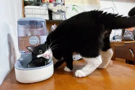 养宠人提前找好临时“保姆”，离过年还有20多天，上门喂宠服务预约有点火图片