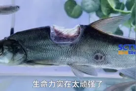 生命力顽强！“鱼坚强”烂背露骨1个月仍存活图片