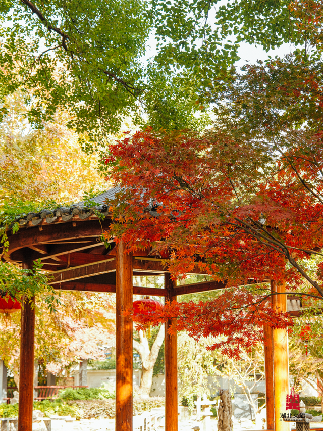 红红红红！红“枫”了！