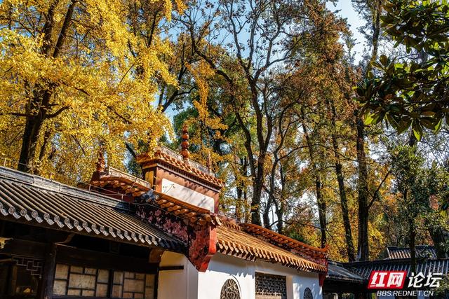 岳麓冬韵：秋色未尽处，斑斓染层林