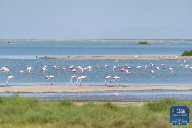 探访肯尼亚安博塞利国家公园