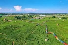 中国茉莉花之乡供不应求，吸引更多年轻人消费图片