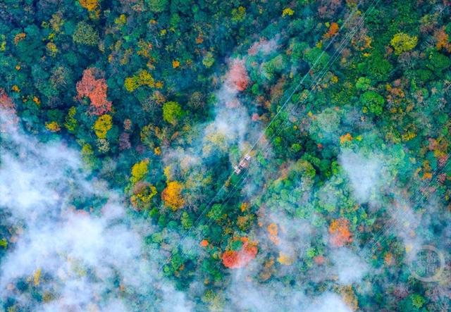 冬染金佛山 彩林美如画