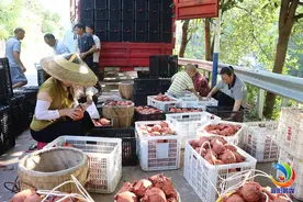 麻阳石羊哨乡：金秋梨丰收，果农喜笑颜开图片