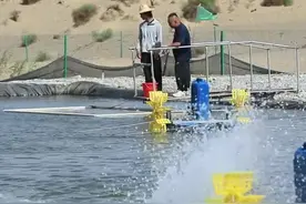 塔克拉玛干沙漠养出海水鱼 年底有望尝鲜图片