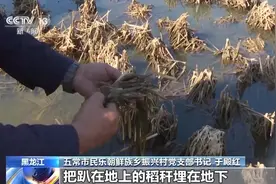 黑龙江受灾地区水稻产量如何？农户们如何处理受淹地块？图片