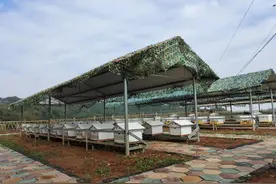 贺州市富川县泗源村林下养蜂壮大村级集体经济图片