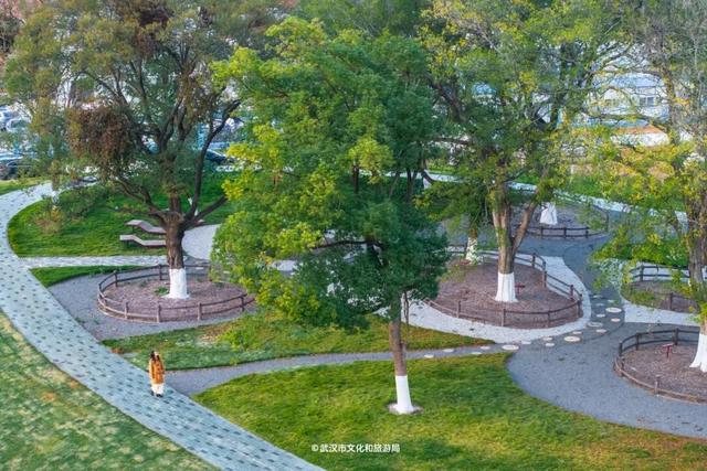 武汉为百年古树建公园，免费开放！