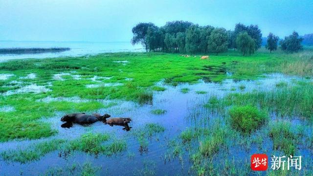 宿迁湖滨新区：万物共生，绘就生态新画卷