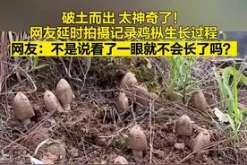 鸡枞菌破土而出 太神奇了！图片