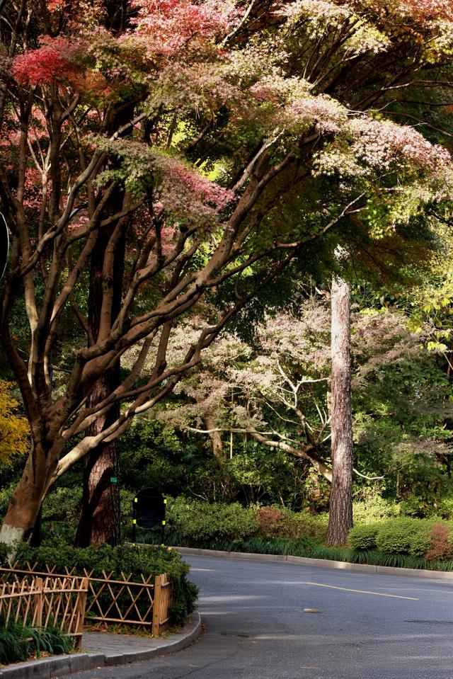 晚潮｜一叶知秋