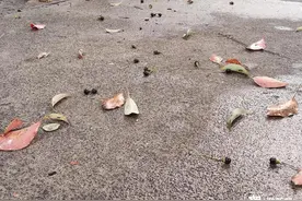 “这几天最多！” 杭州街头小黑果冲上热搜，再过一月会被夸真香图片