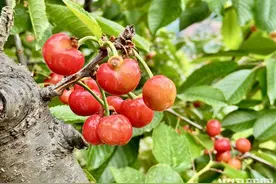 大樱珠即将迎来采摘期图片