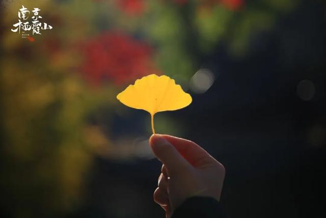 红墙+银杏已就位，本周拍照打卡攻略出炉！